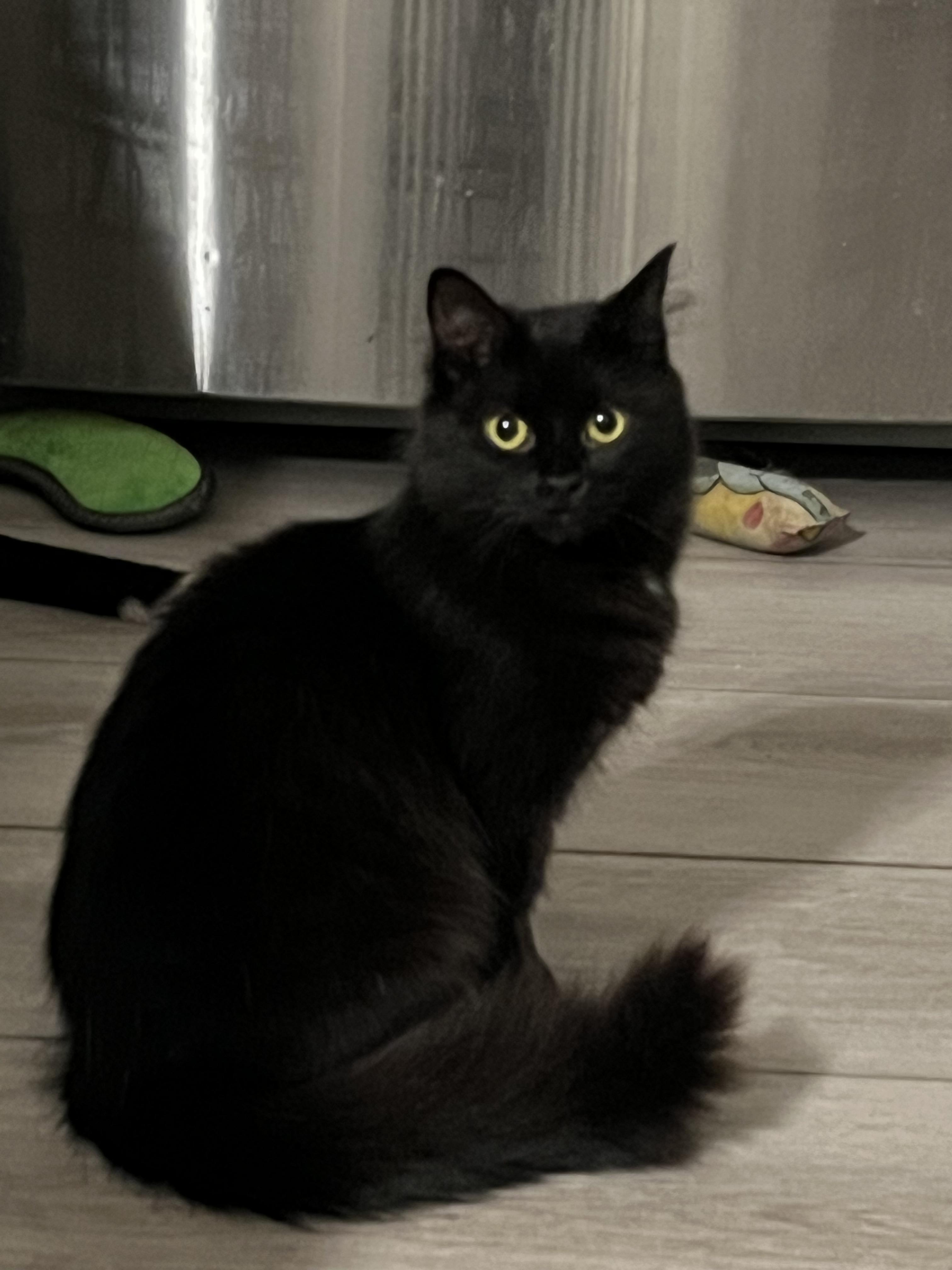 Enlarge Earth *MUST BE ADOPTED AS A BUDDY CAT*, an adopted Domestic Medium Hair in Toronto, ON image 1/1