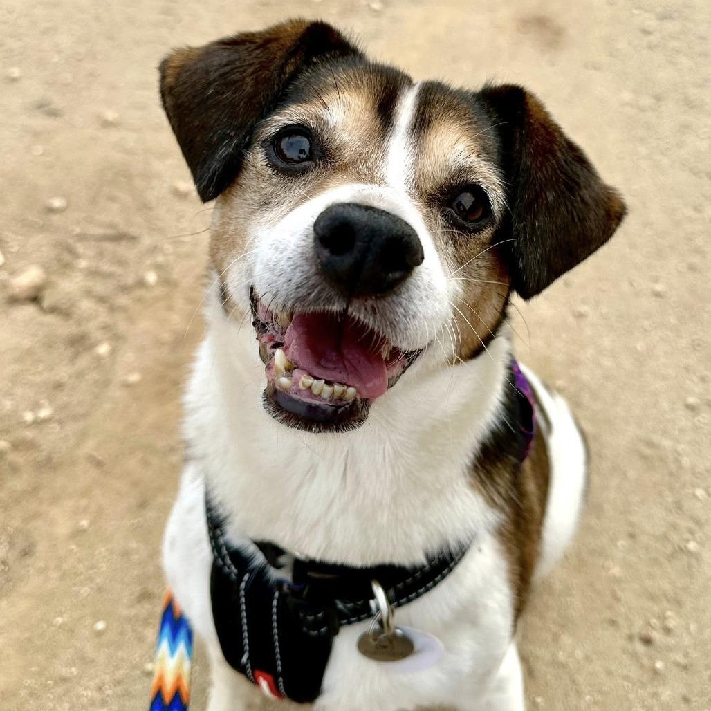 Bono — thumbnail 4