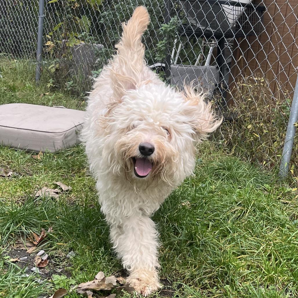 Barney, Adoptable, Adult Male Standard Poodle.