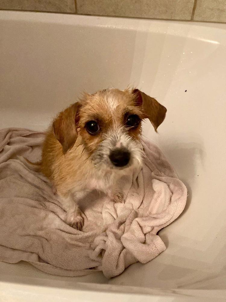 Ladybug, Adoptable, Adult Female Terrier.