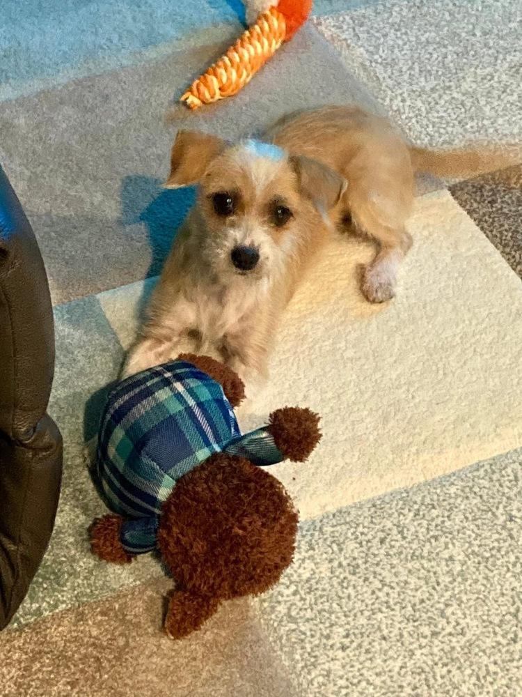 Enlarge Ladybug, a Adoptable mixed breed in Denver, CO image 2/3