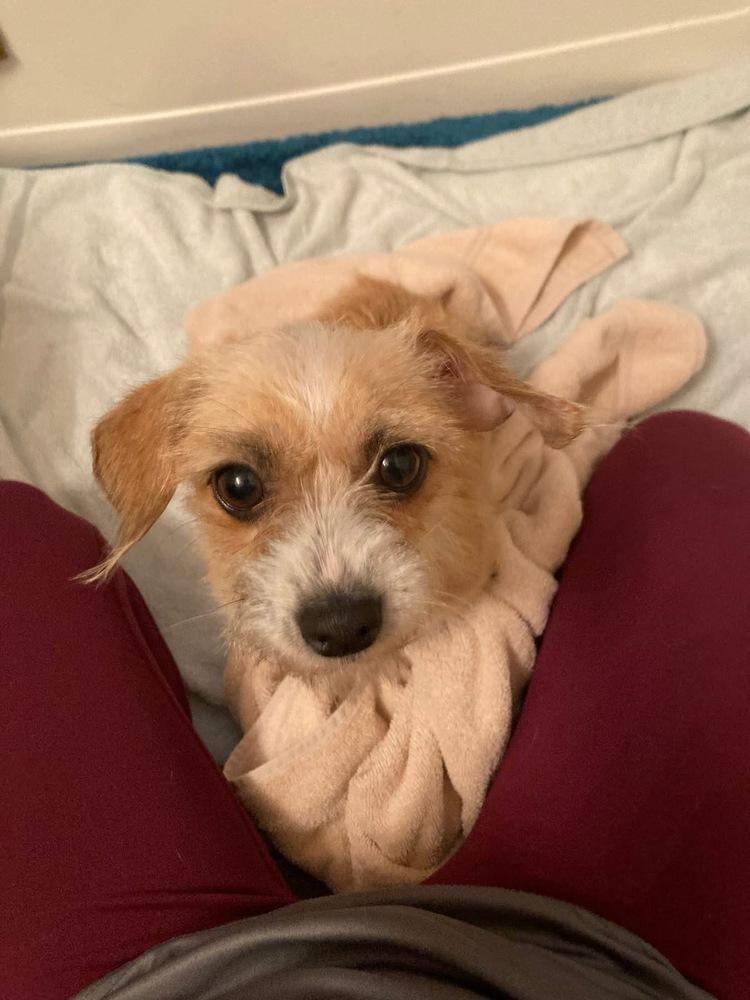 Enlarge Ladybug, a Adoptable mixed breed in Denver, CO image 3/3