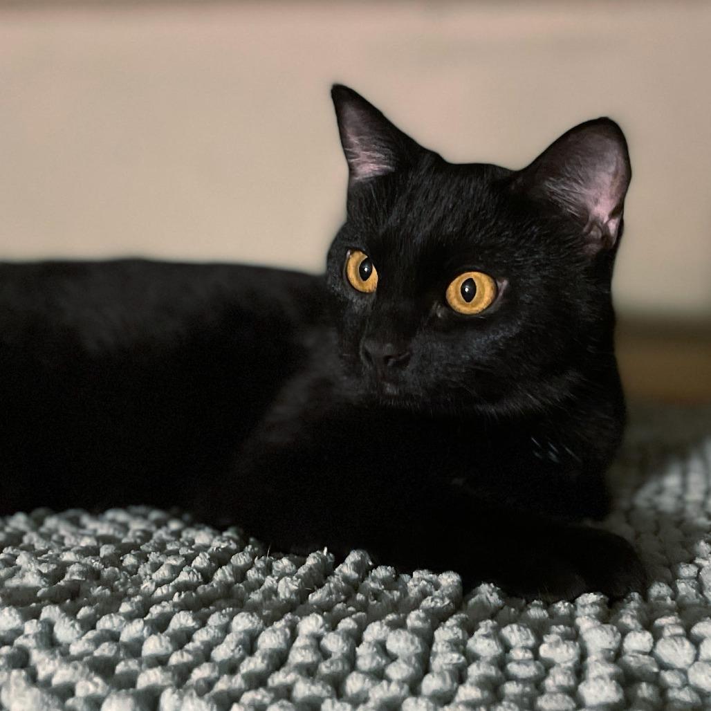 Tenerina — thumbnail 3