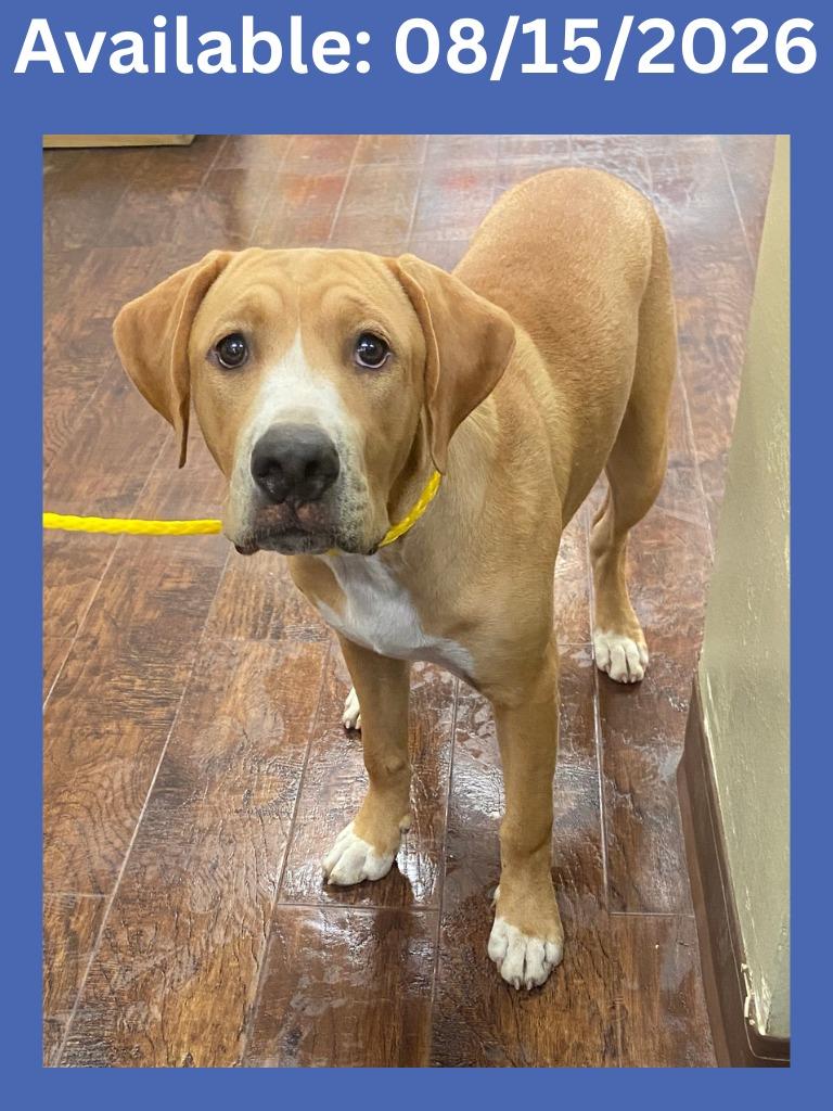 Dog Kennel #23, Adoptable, Puppy Male Pit Bull Terrier & Mixed Breed.
