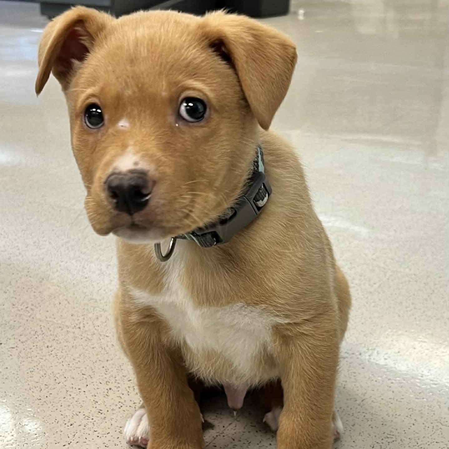 Big Ben, ADOPTABLE, Puppy Male Labrador Retriever & Great Pyrenees.