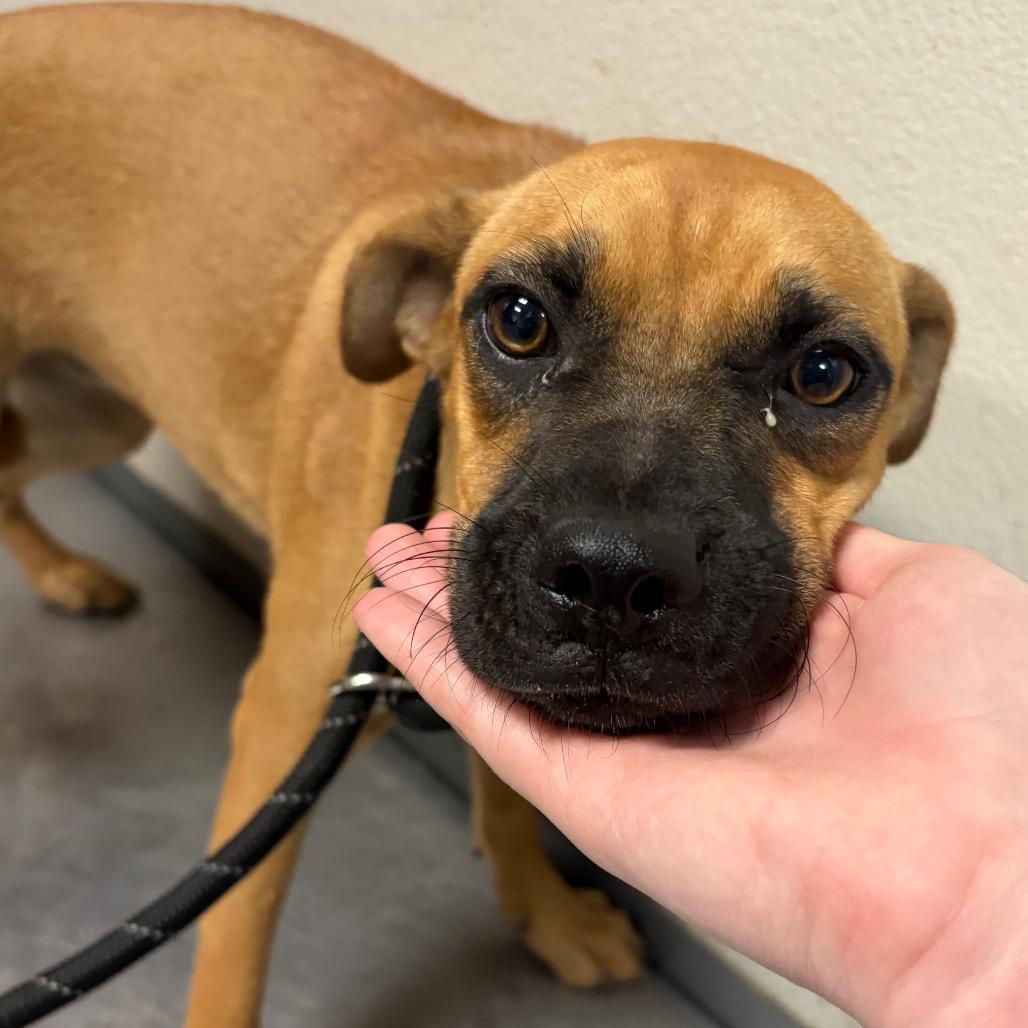 Enlarge Eris, a Adoptable Shepherd in Yuma, AZ image 2/2