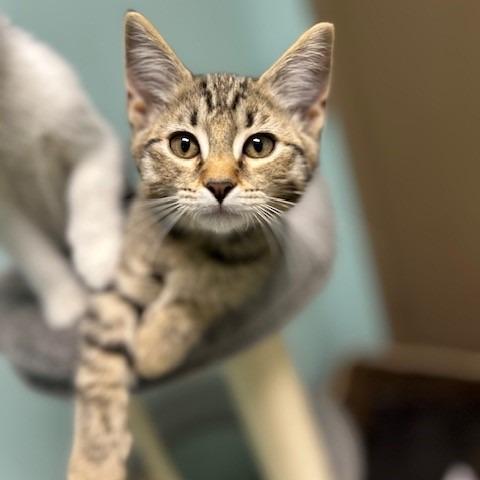 Pepper, Adoptable, Young Male American Shorthair.