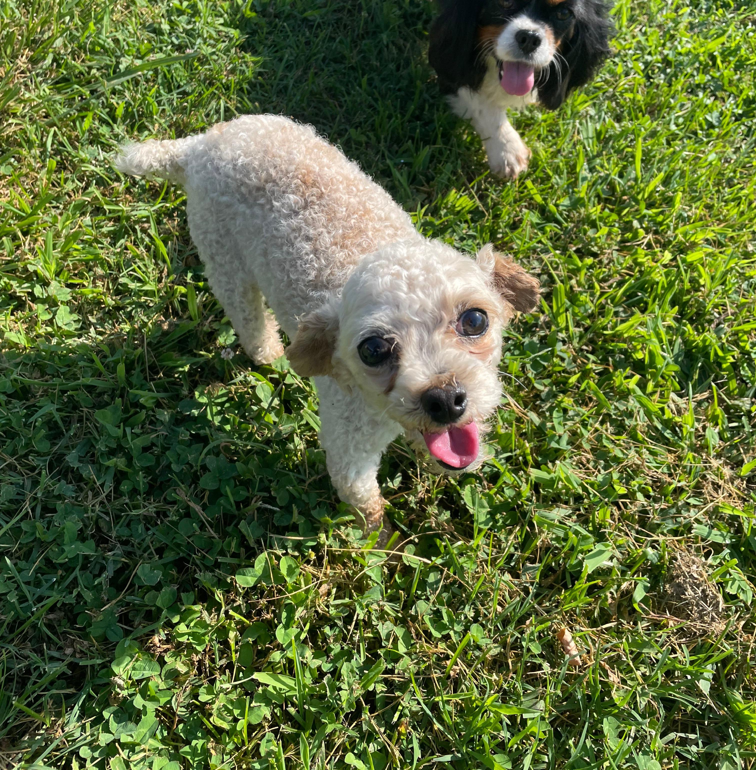 Giddy photo 4