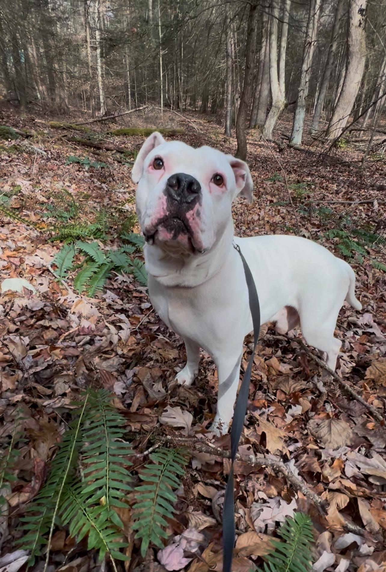 AXEL, Adoptable, Adult Male American Bulldog.