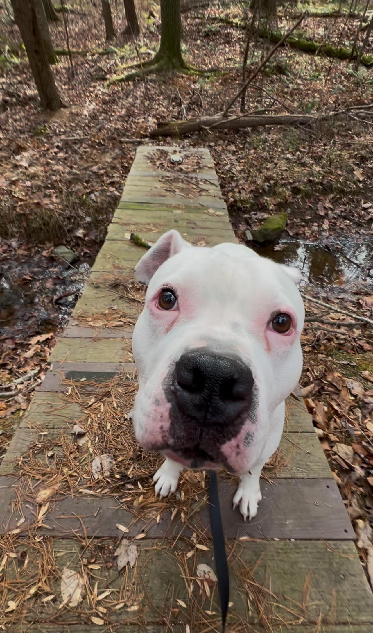 AXEL, a Adoptable American Bulldog in Millerstown, PA image 3/4