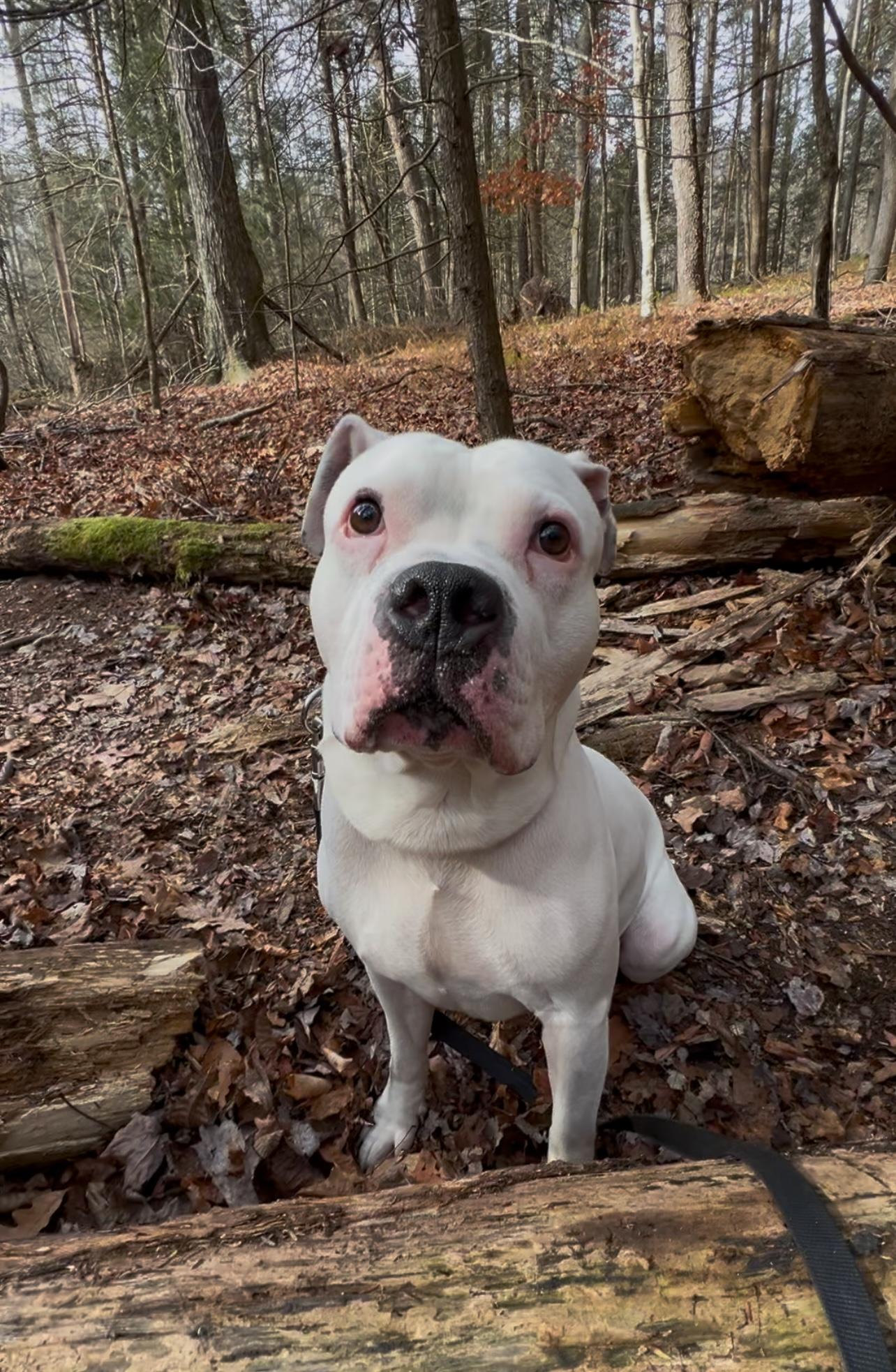 AXEL, a Adoptable American Bulldog in Millerstown, PA image 4/4