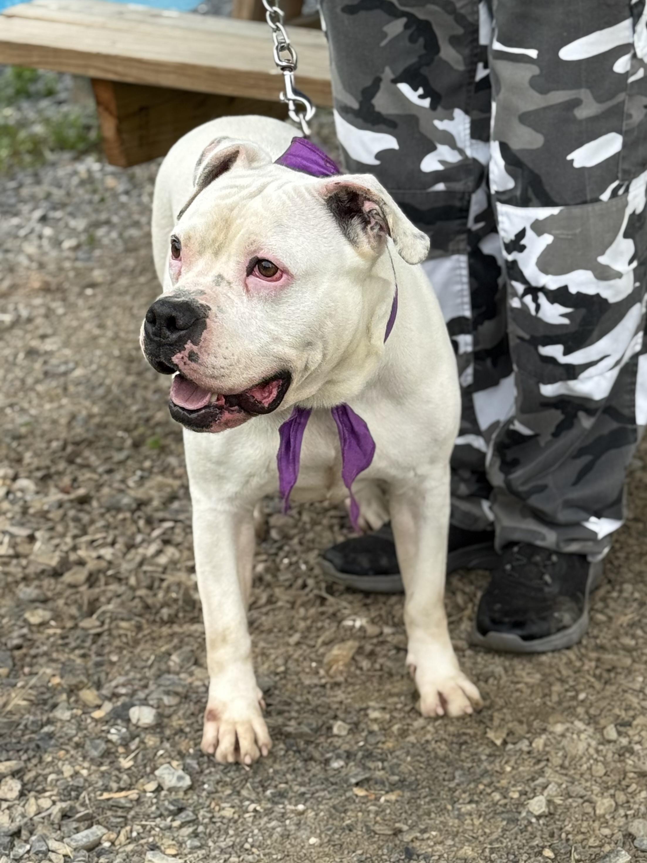 AXEL, Adoptable, Adult Male American Bulldog.