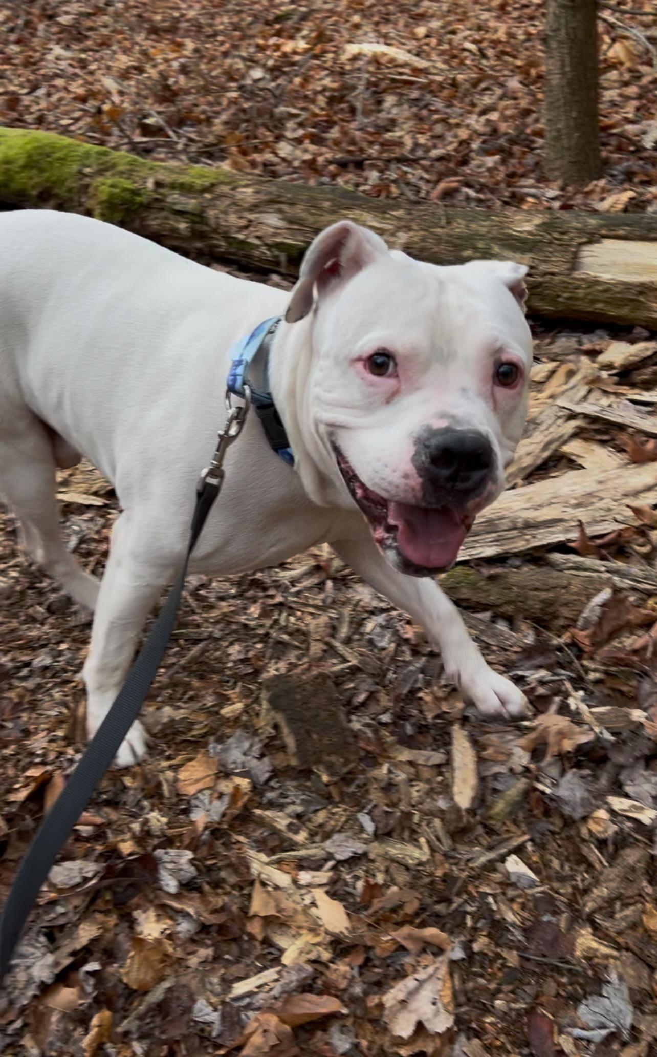 AXEL, a Adoptable American Bulldog in Millerstown, PA image 1/4