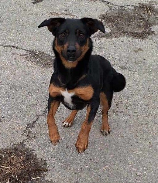 Kora