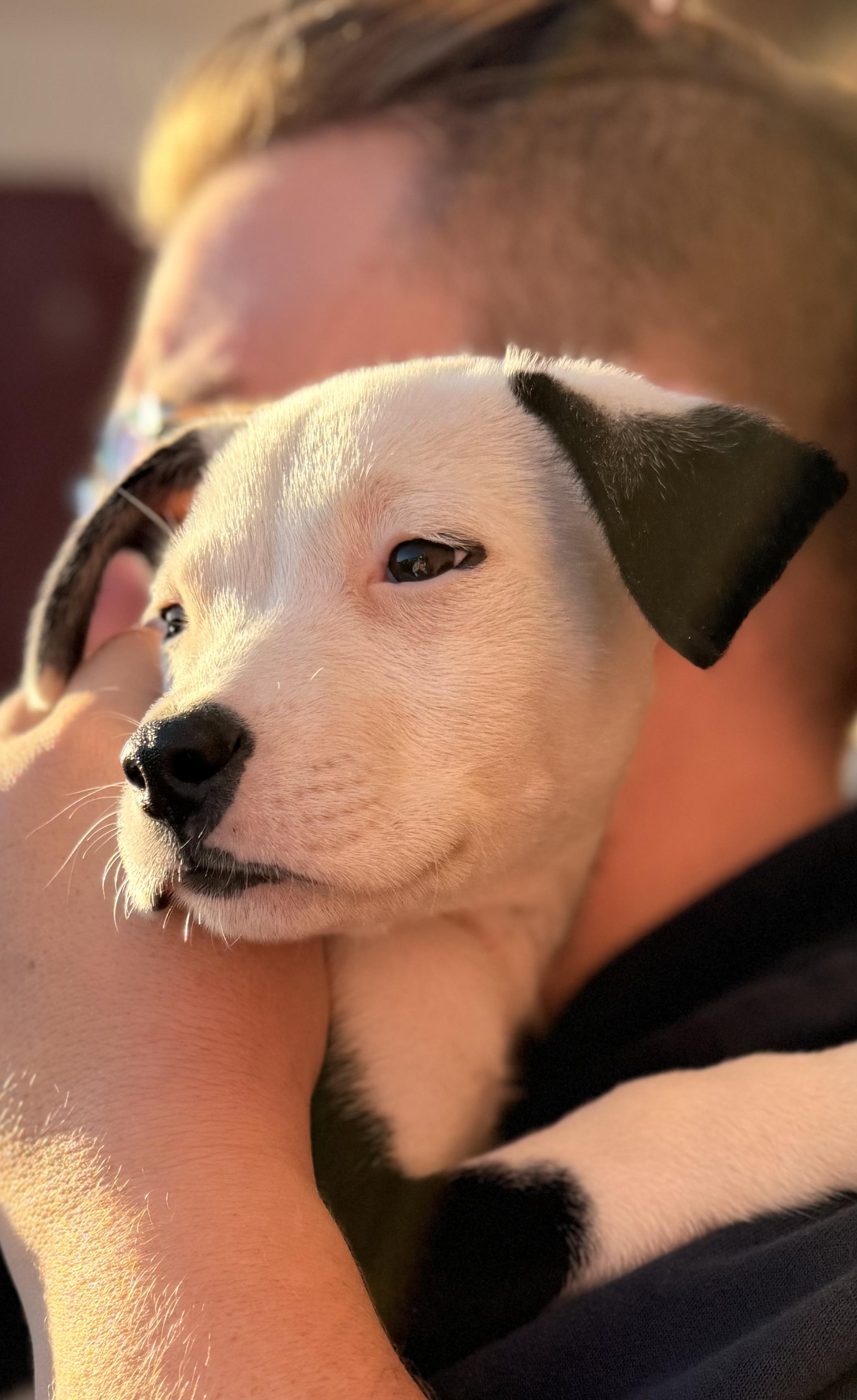 Enlarge Princess Fiona, a Adoptable mixed breed in Carmel, NY image 4/4