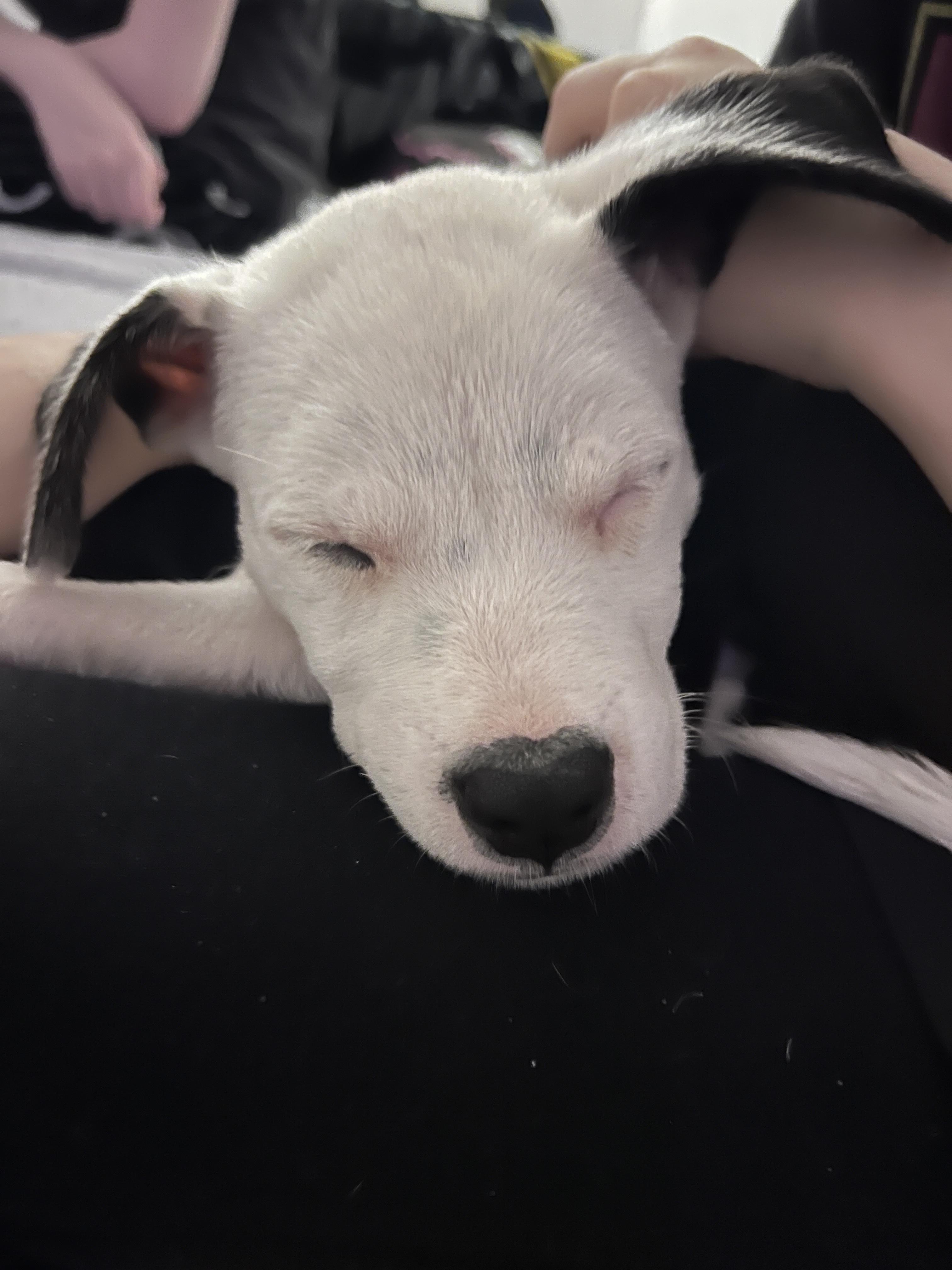 Enlarge Princess Fiona, a Adoptable mixed breed in Carmel, NY image 3/4