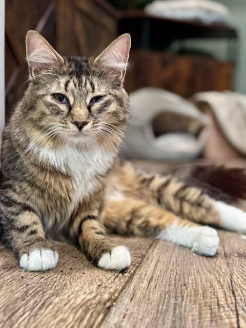 Truffle, a ADOPTABLE Domestic Long Hair in Rixeyville, VA image 2/3
