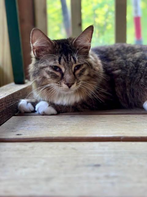 Truffle, a ADOPTABLE Domestic Long Hair in Rixeyville, VA image 3/3