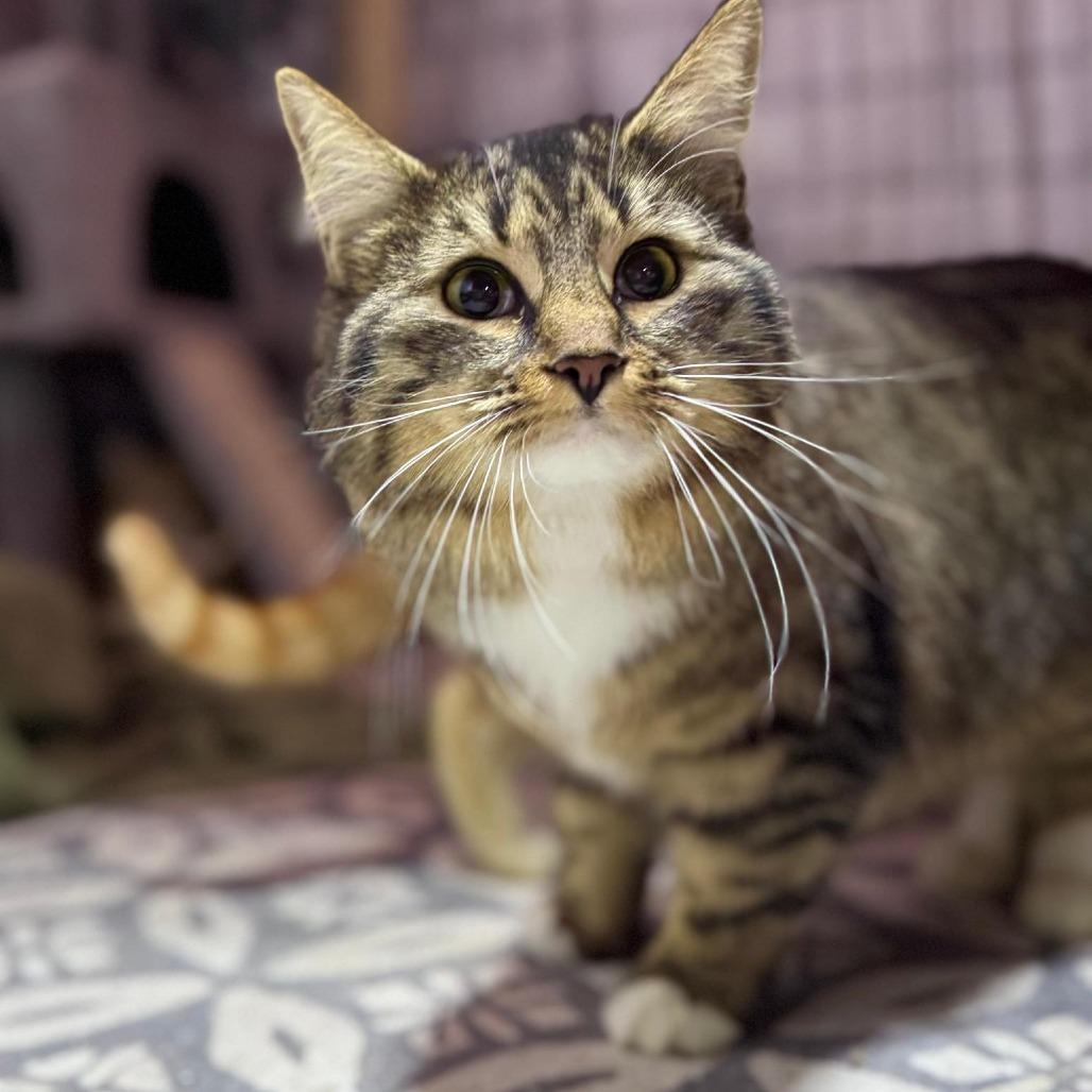 Truffle, ADOPTABLE, Young Female Domestic Long Hair.