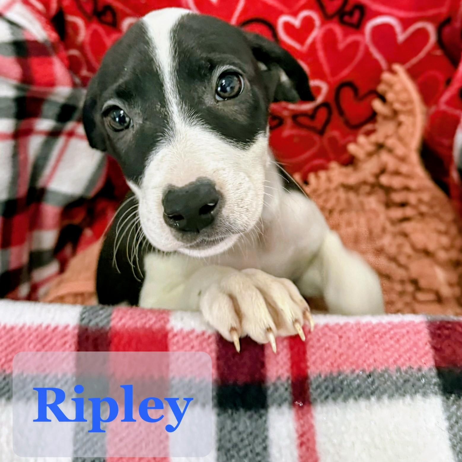 Ripley, Adoptable, Puppy Male Border Collie & Australian Cattle Dog / Blue Heeler.