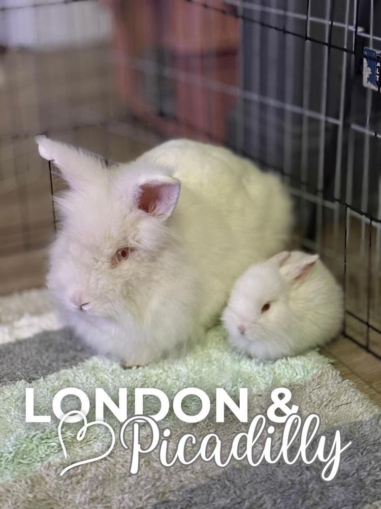 London and Picadilly, Adoptable, Adult Female Angora Rabbit & Lionhead.