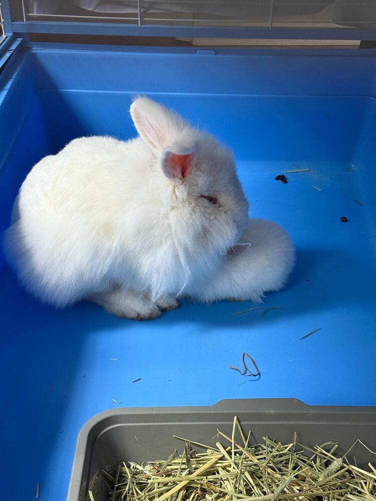 Enlarge London and Picadilly, a Adoptable mixed breed in Melbourne, FL image 2/4