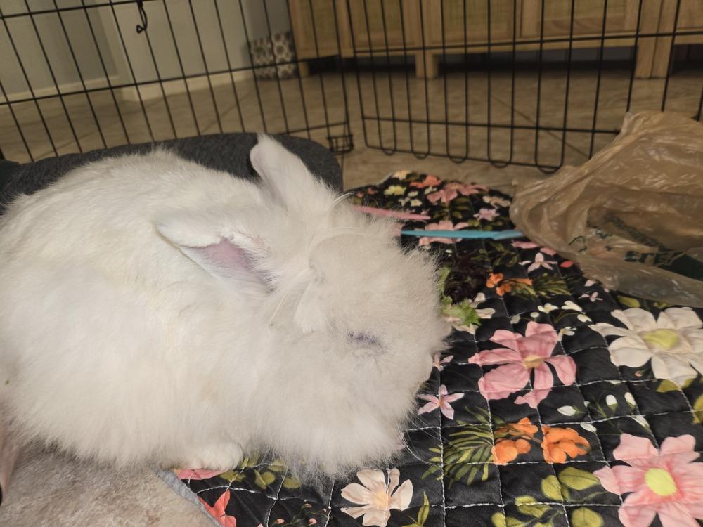 Enlarge London and Picadilly, a Adoptable mixed breed in Melbourne, FL image 3/4