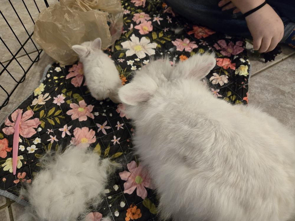 Enlarge London and Picadilly, a Adoptable mixed breed in Melbourne, FL image 4/4