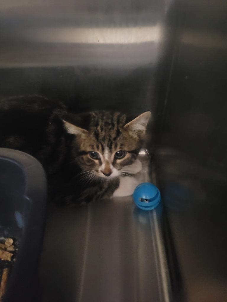 B2 Rhino, Adoptable, Kitten Male Domestic Medium Hair.