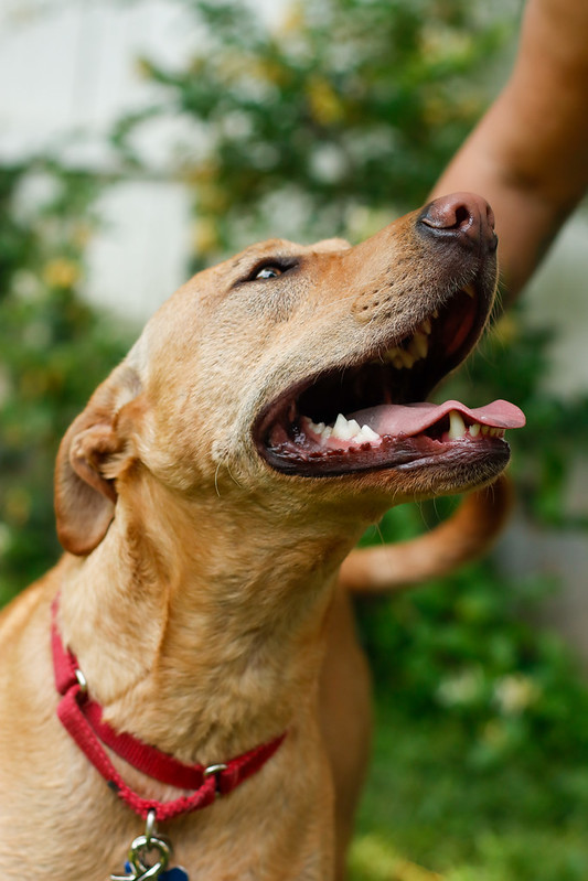 Bob Barker Hound Dog