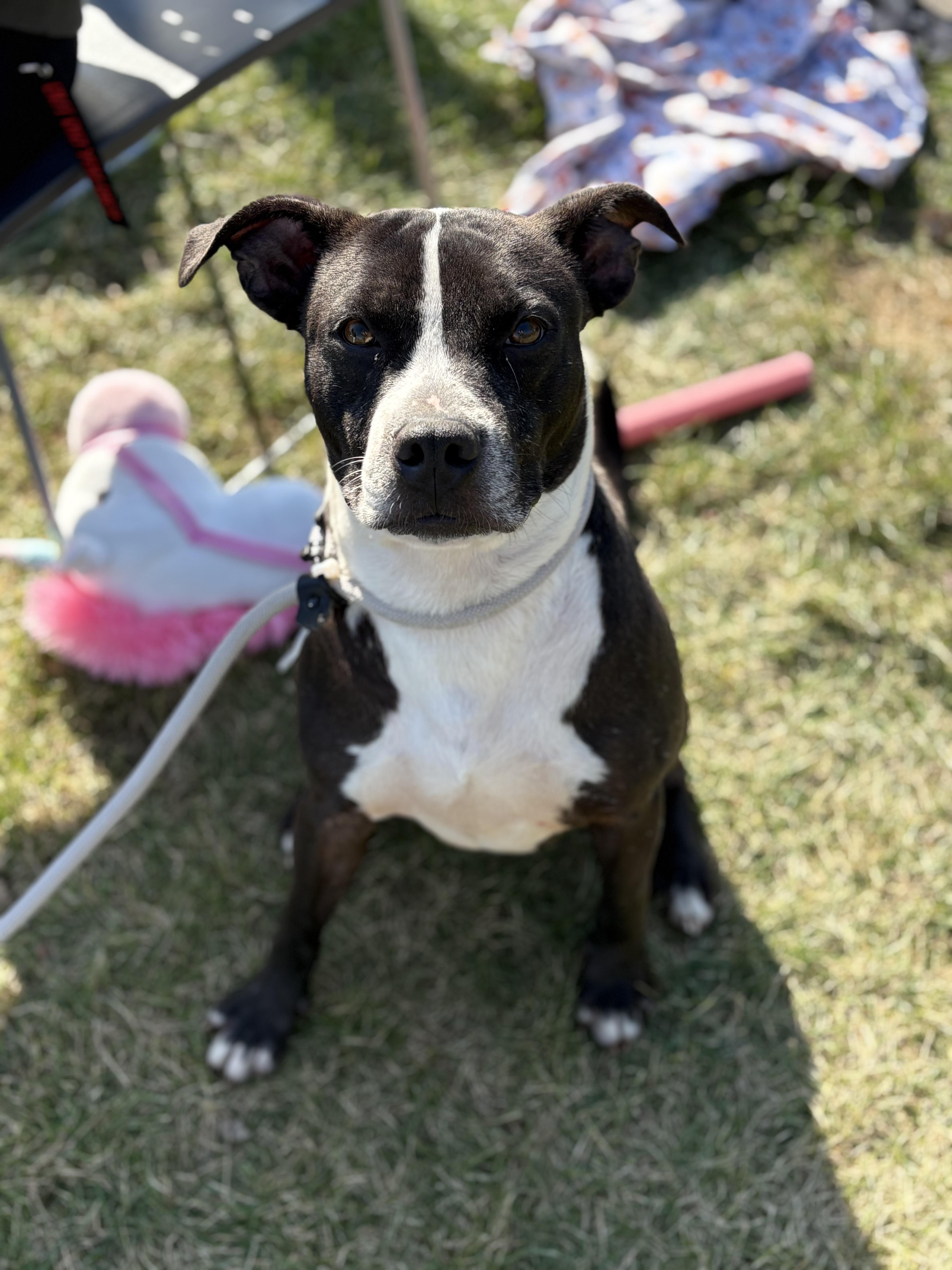 Jackson, a Adoptable mixed breed image 1/5