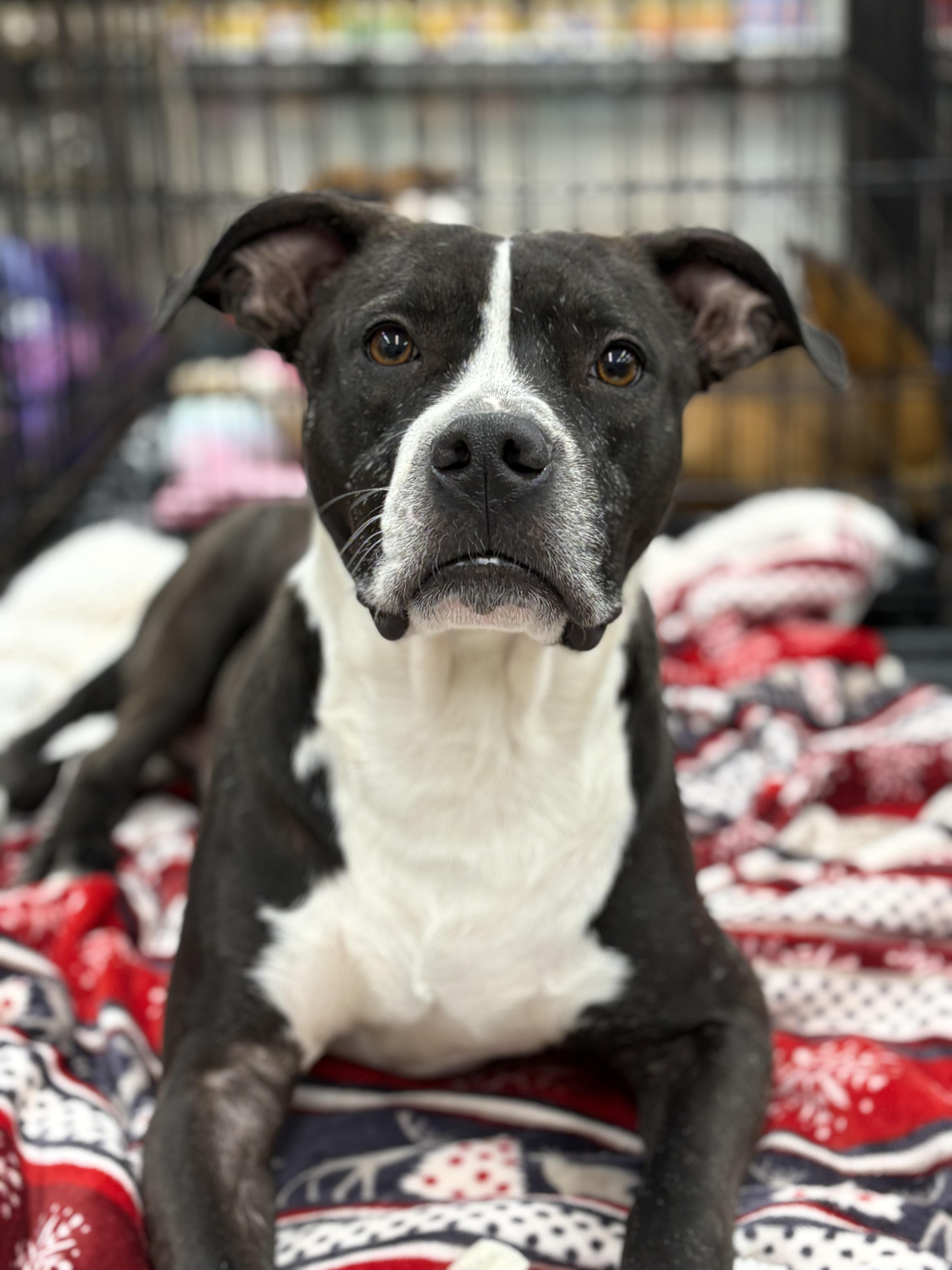 Enlarge Jackson, a Adoptable mixed breed in Zimmerman, MN image 1/5