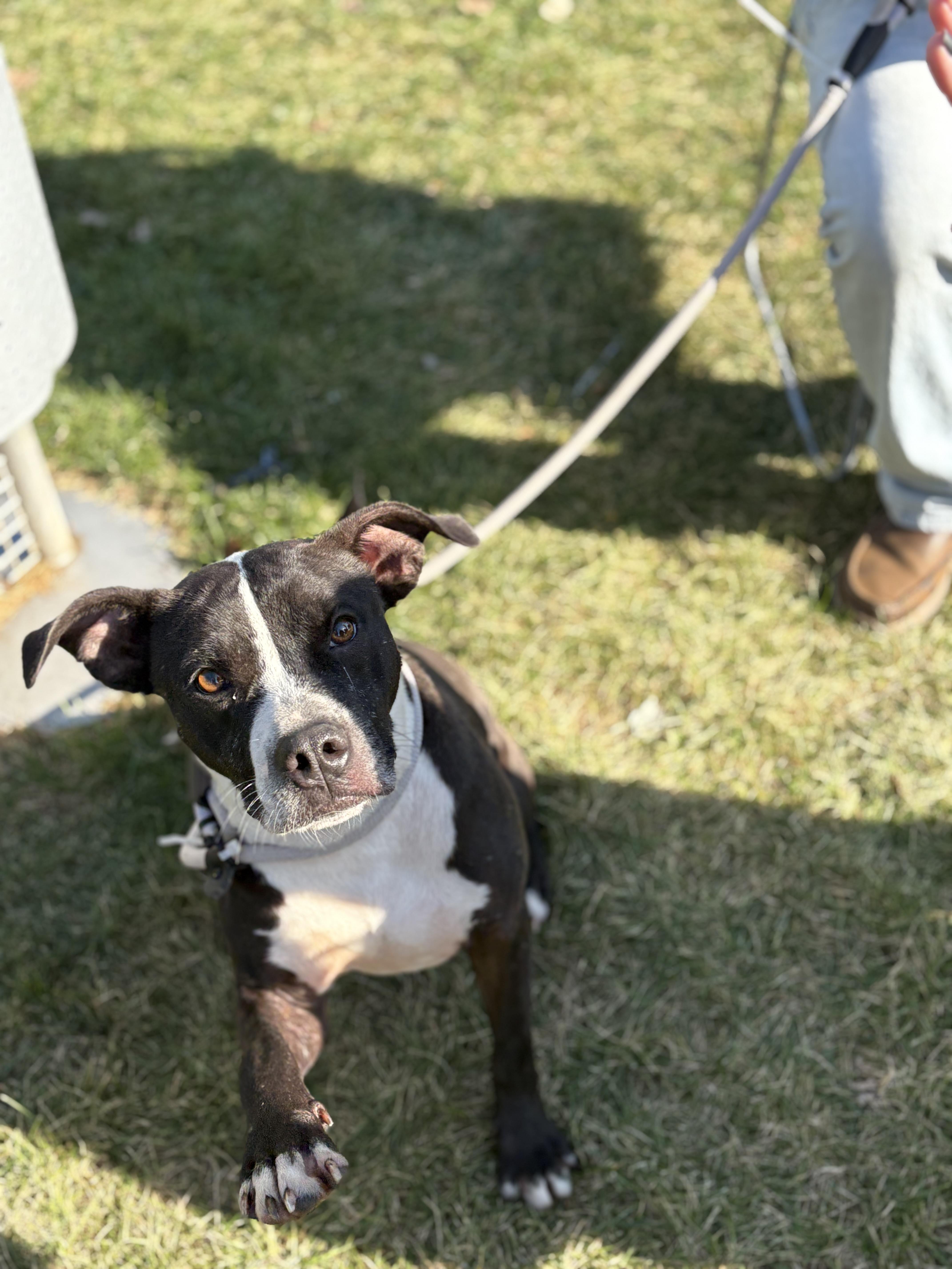 Jackson, a Adoptable mixed breed image 5/5