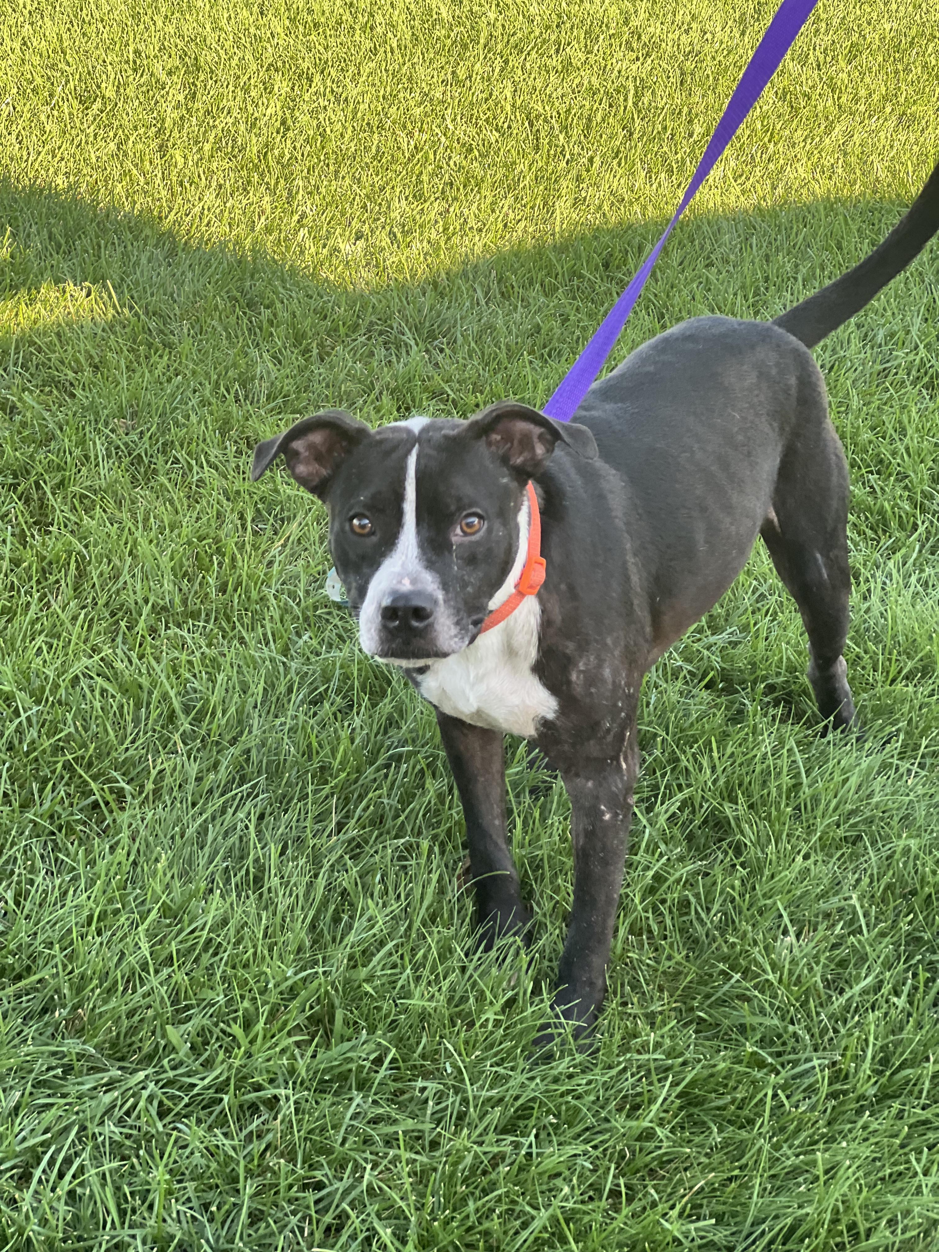 Jackson, a Adoptable mixed breed image 2/5