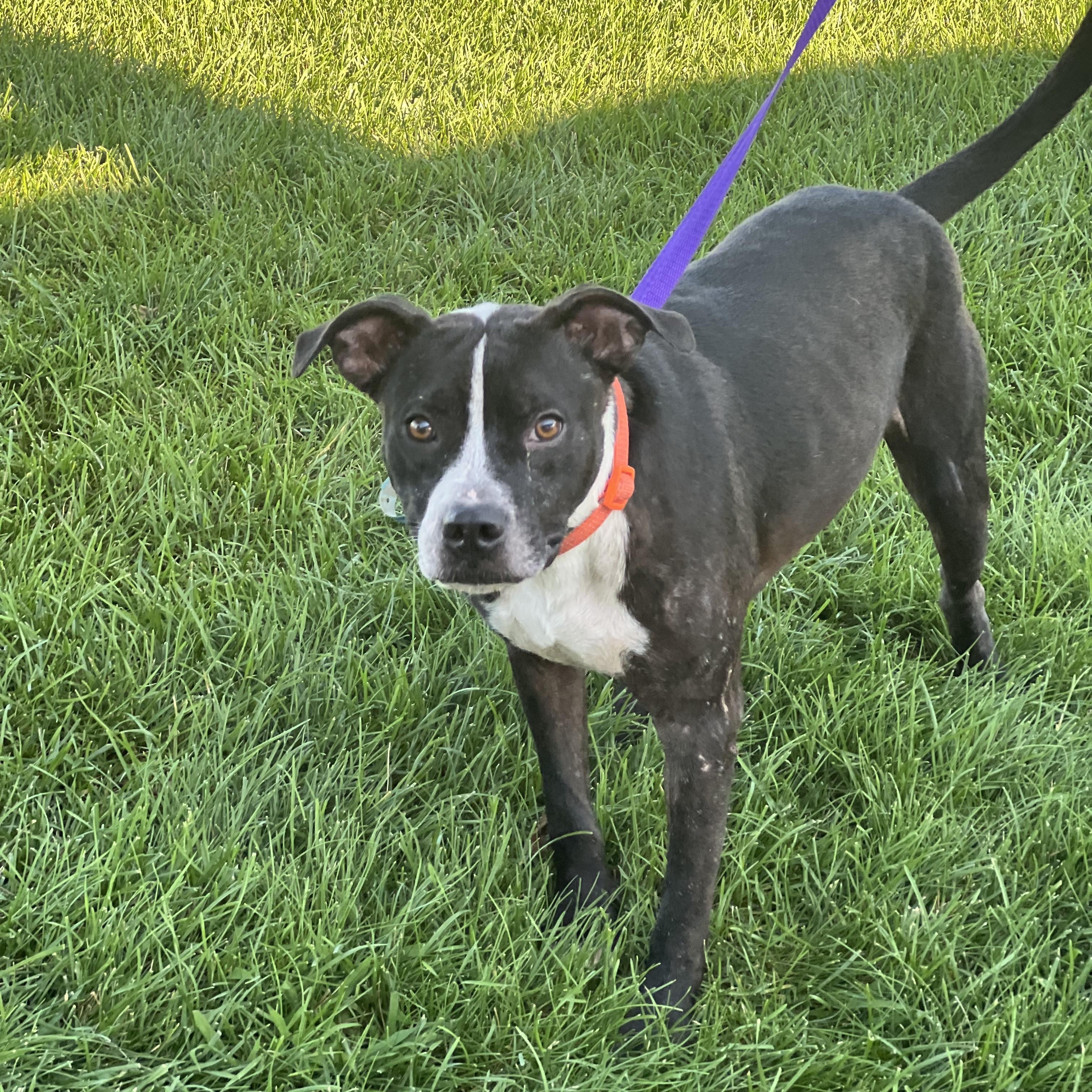 Enlarge Jackson, a Adoptable mixed breed in Zimmerman, MN image 3/5