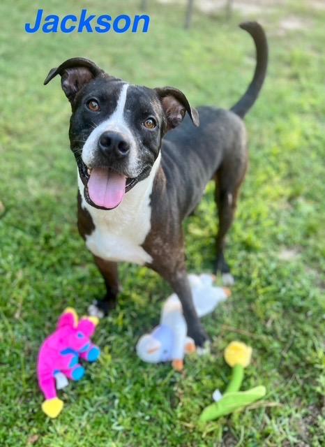 Jackson, Adoptable, Adult Male Pit Bull Terrier & Boston Terrier.