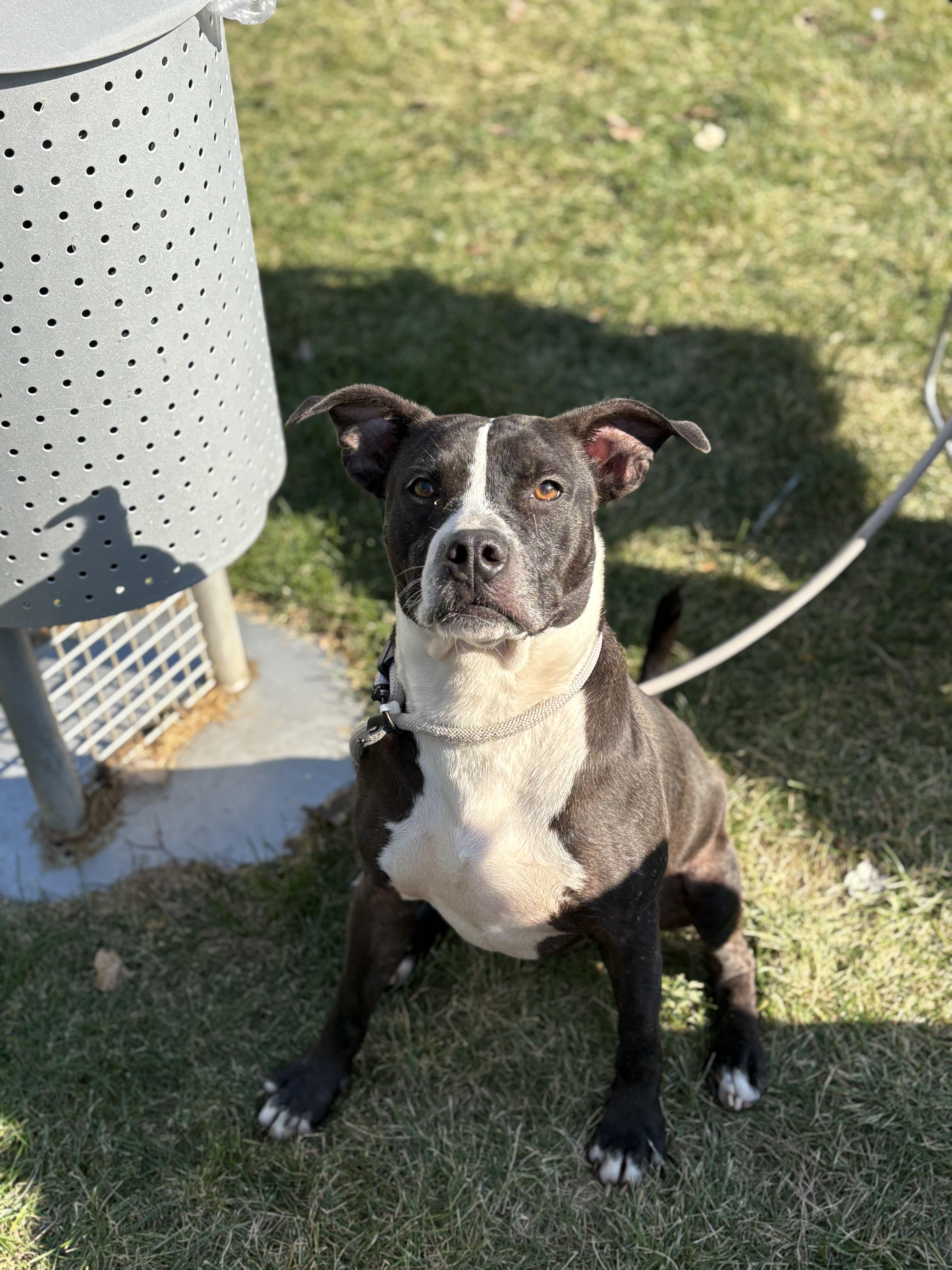 Jackson, a Adoptable mixed breed image 4/5