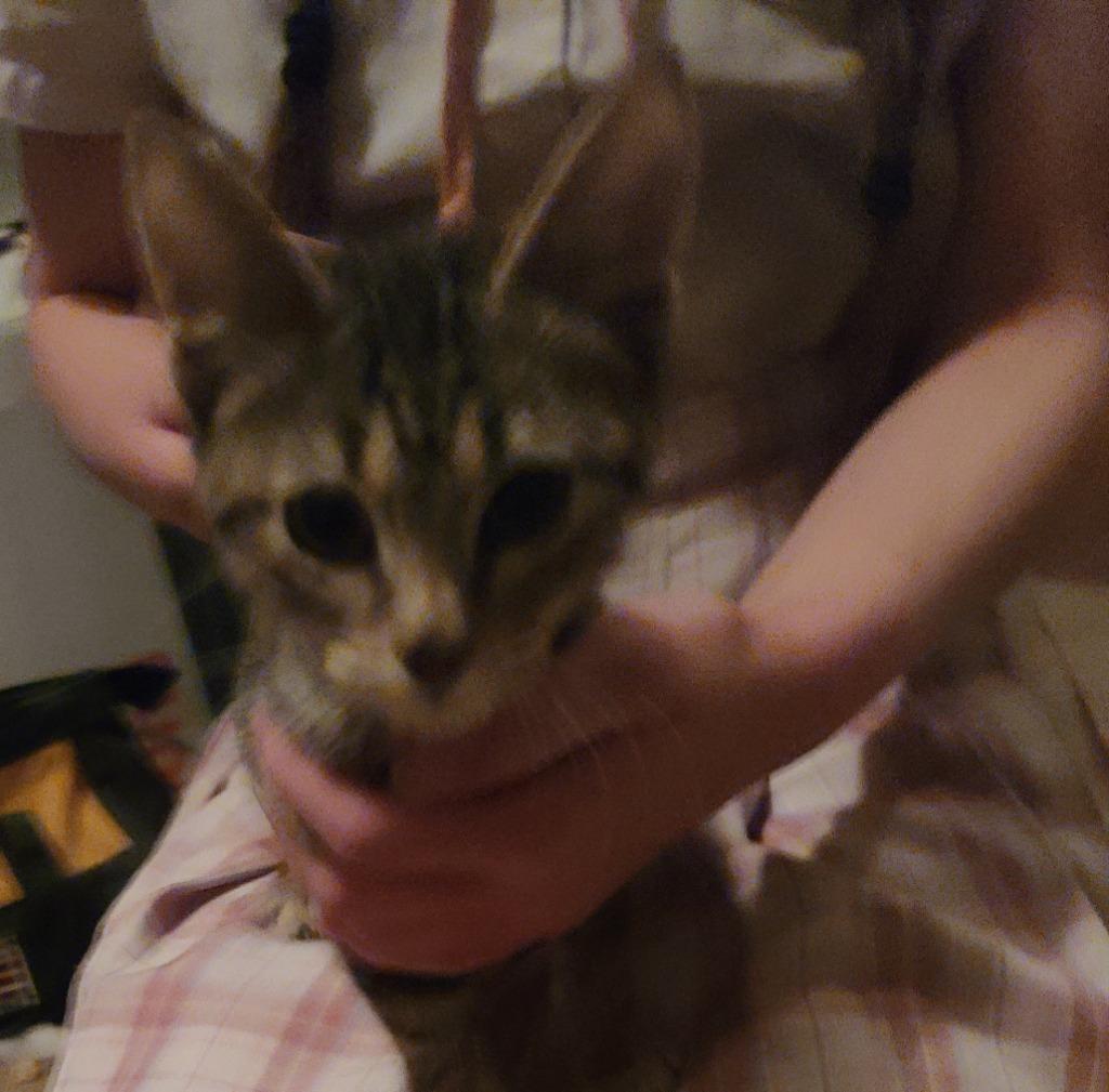 Layla, Adopted, Young Female Abyssinian.