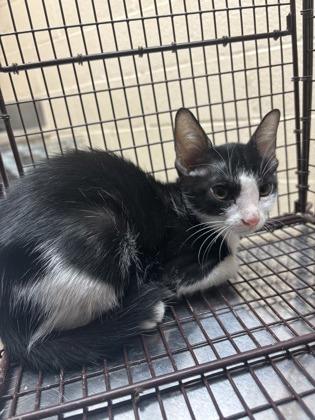 Olive, Adopted, Young Female Domestic Short Hair.