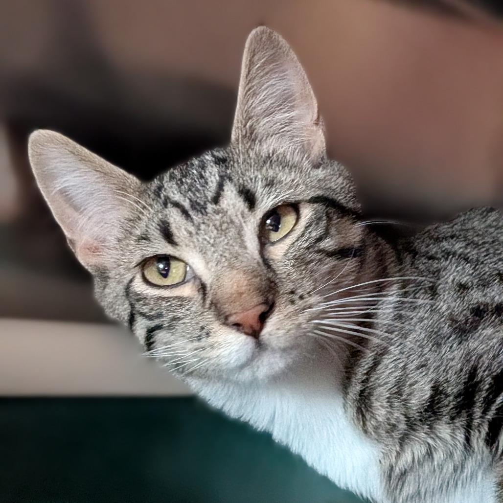 Enlarge Milo, a Adoptable Domestic Short Hair in Milan, IL image 1/1