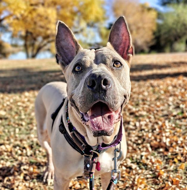 TAWNY* — thumbnail 2