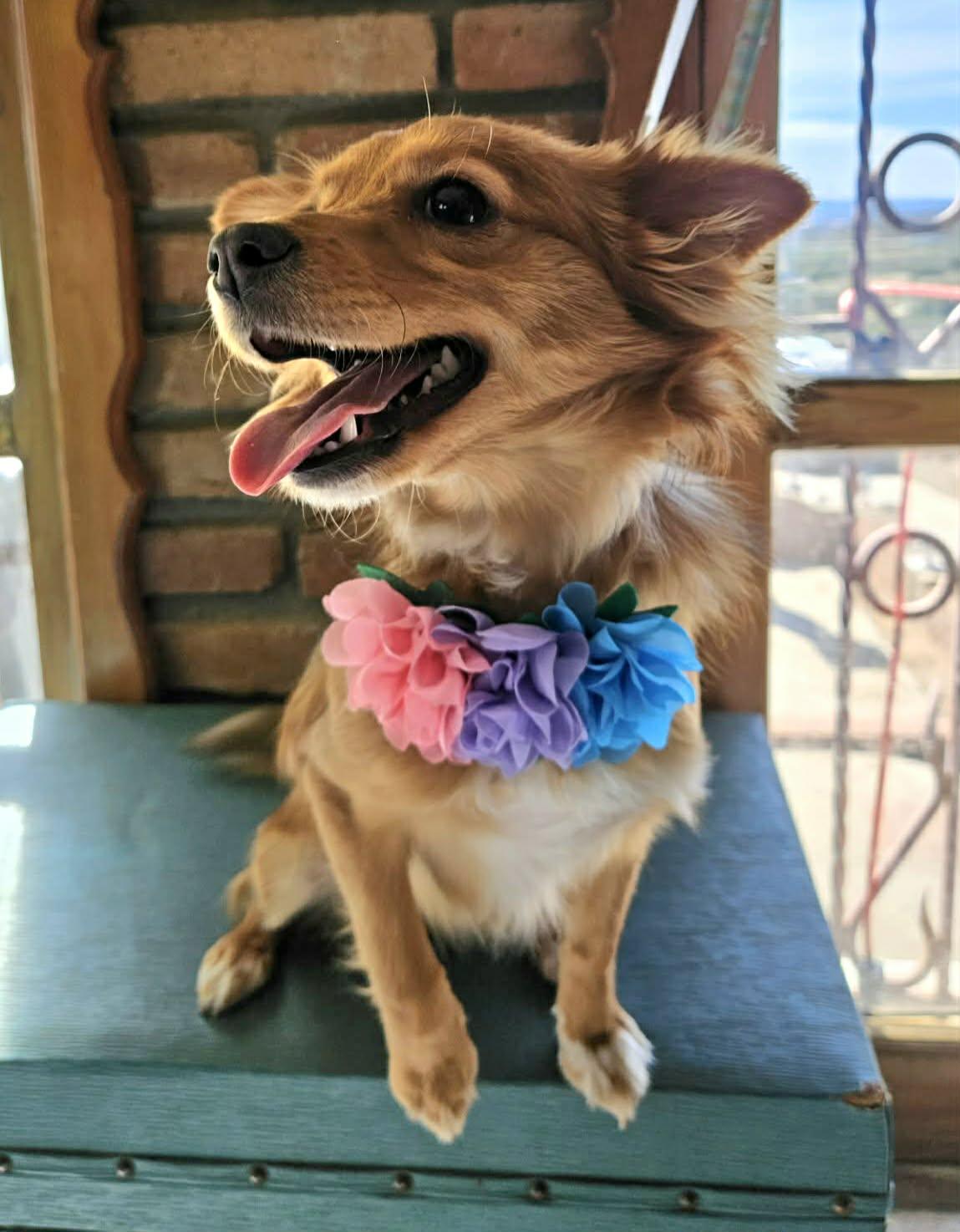 Enlarge Hanna, an adopted mixed breed in San Diego, CA image 2/6