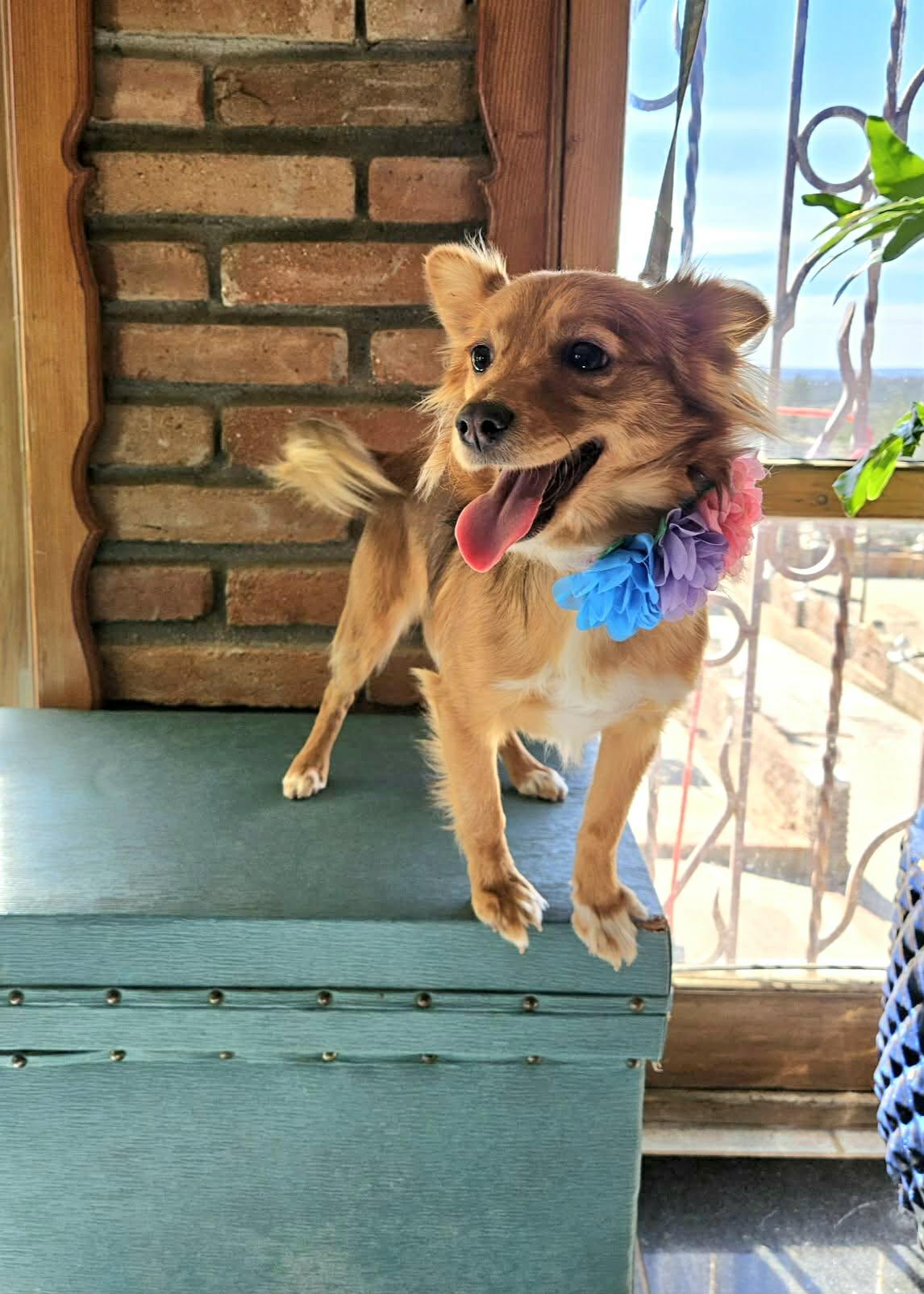 Enlarge Hanna, an adopted mixed breed in San Diego, CA image 3/6