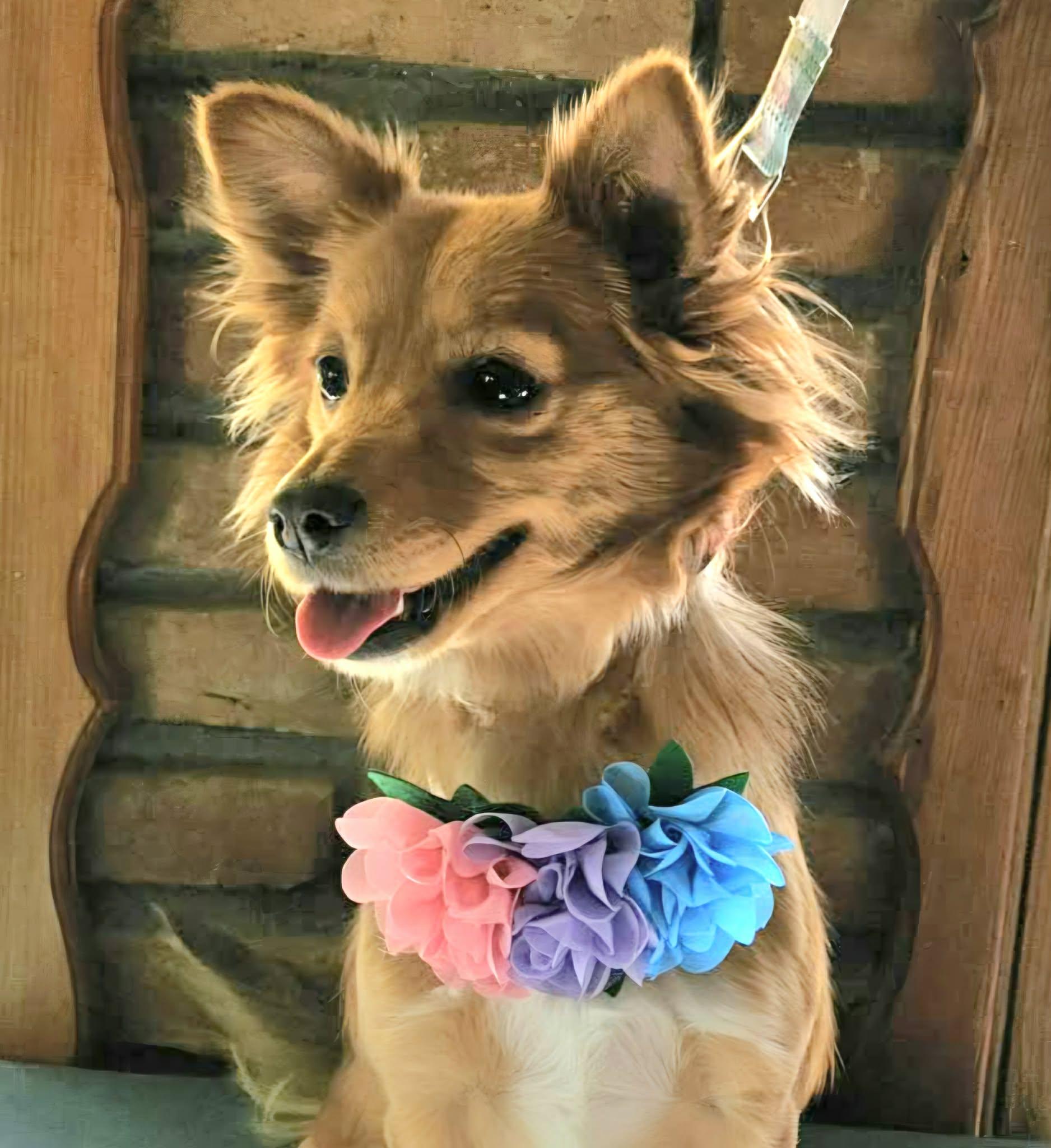 Enlarge Hanna, an adopted mixed breed in San Diego, CA image 6/6