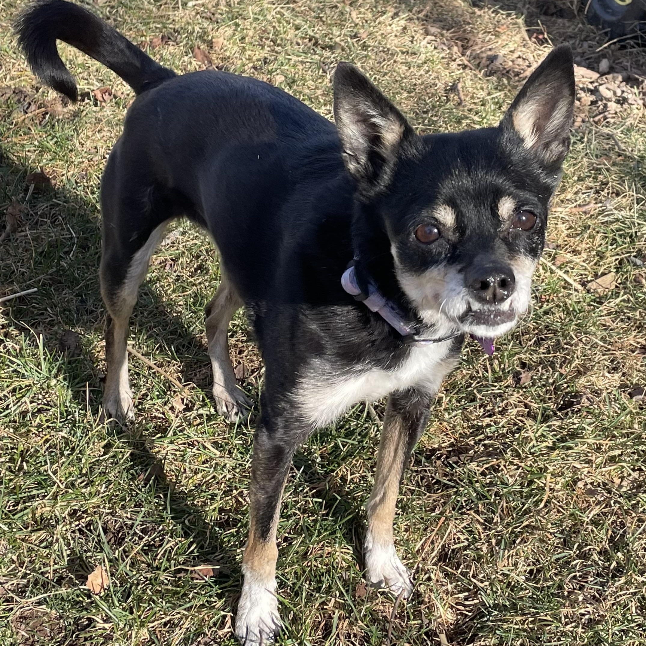 Enlarge Bea, a Adoptable mixed breed in High View, WV image 4/5
