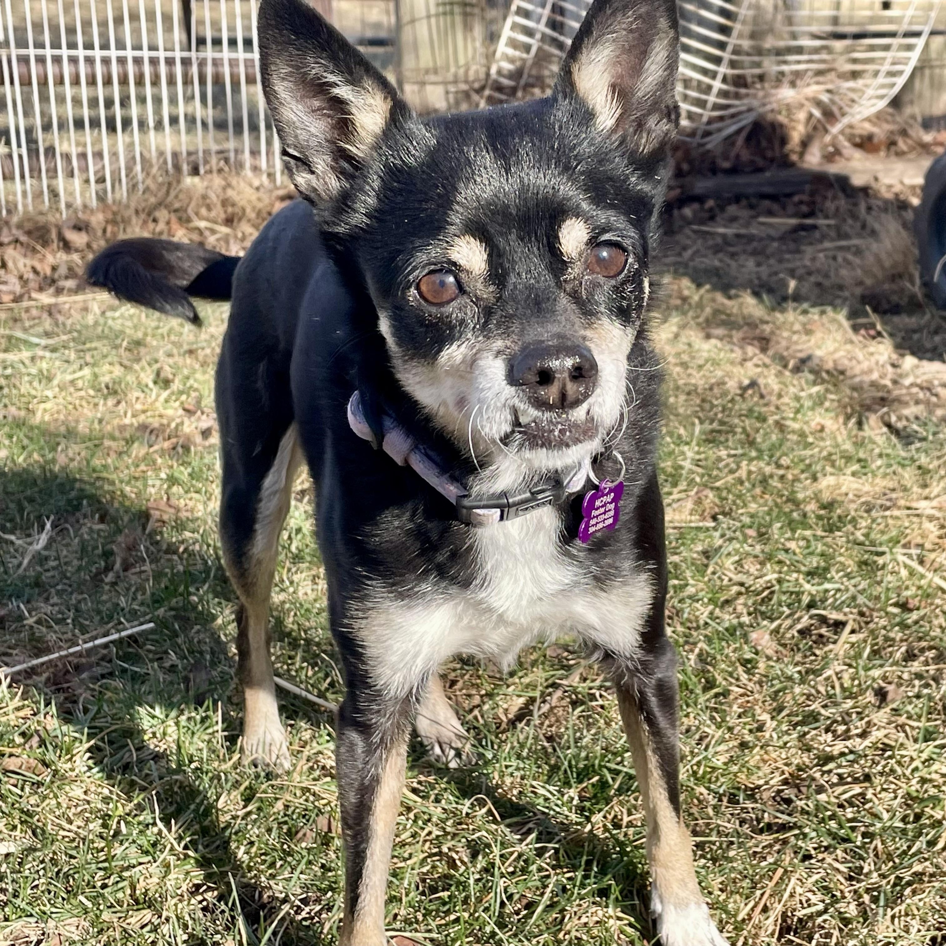 Bea, Adoptable, Adult Female Miniature Pinscher & Chihuahua.