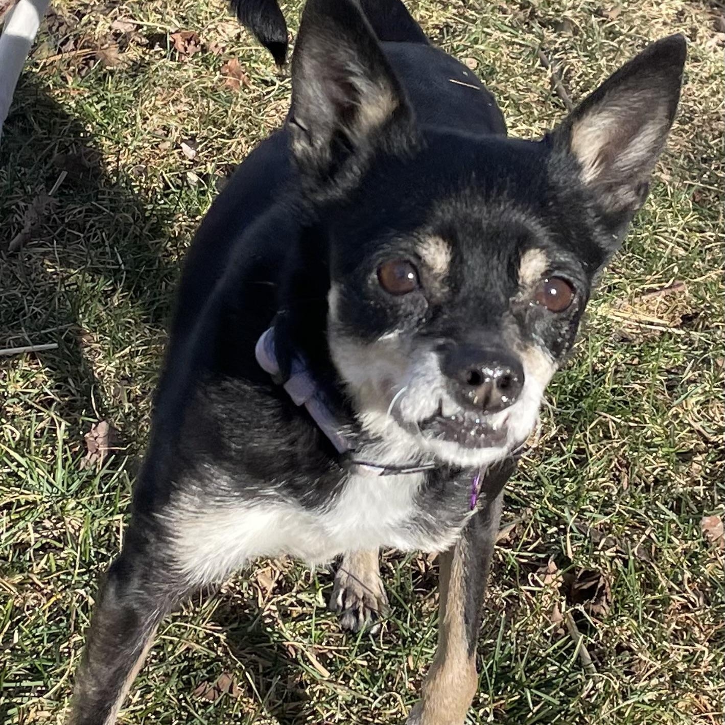 Enlarge Bea, a Adoptable mixed breed in High View, WV image 2/5