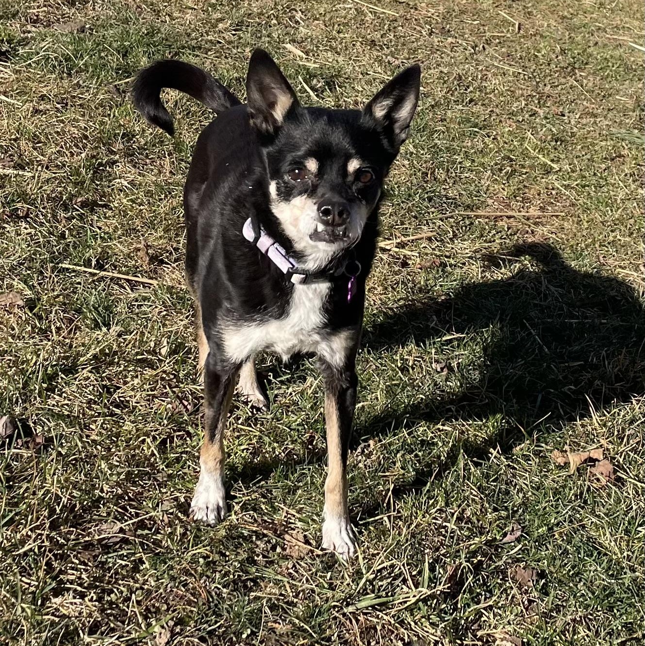 Enlarge Bea, a Adoptable mixed breed in High View, WV image 5/5