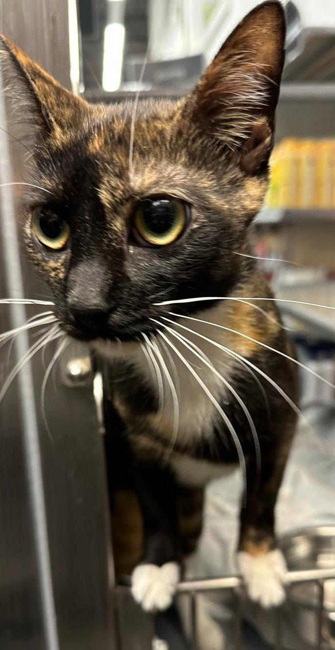 Dana, Adoptable, Young Female Domestic Short Hair.