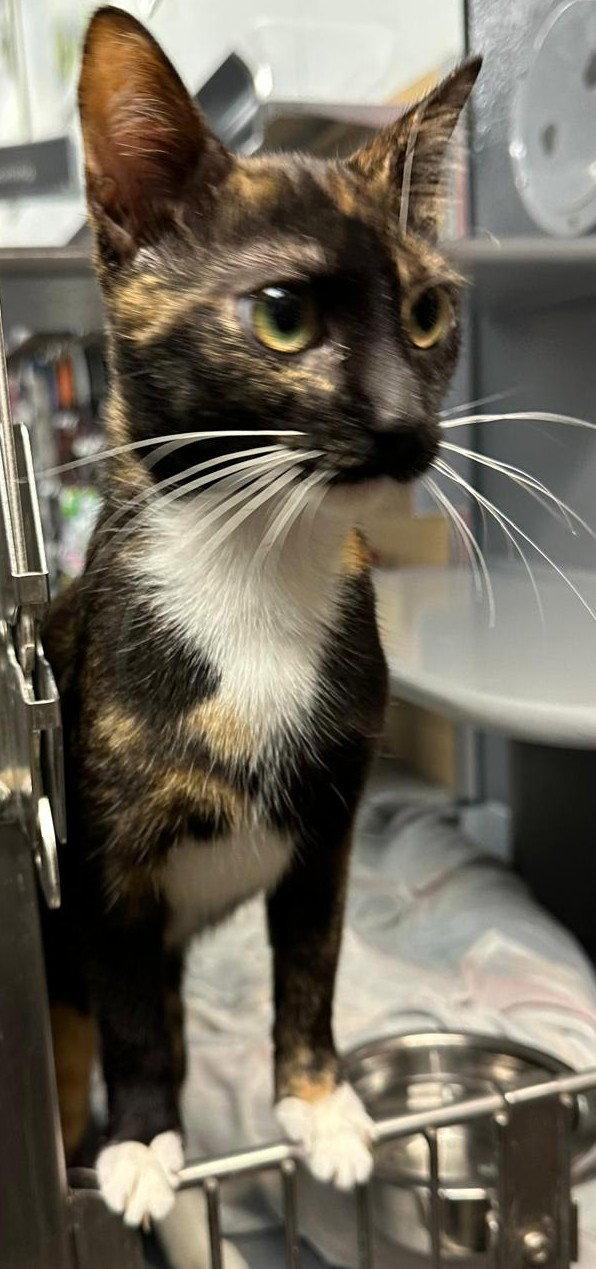 Dana, a Adoptable Domestic Short Hair in Spring Lake, NJ image 2/2